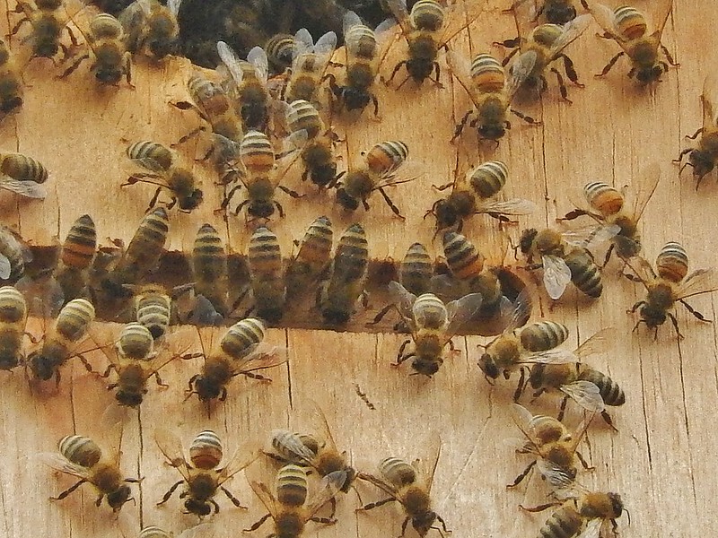 Bee colony